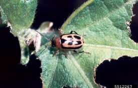 Figure 3. Adult bean leaf beetle with distinguishing triangle, forewing markings, and black border. (Photo Credit: Kansas Department of Agriculture, Bugwood.org)