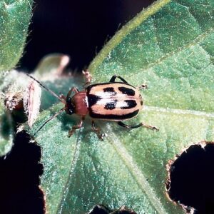 Figure 3. Adult bean leaf beetle with distinguishing triangle, forewing markings, and black border. (Photo Credit: Kansas Department of Agriculture, Bugwood.org)