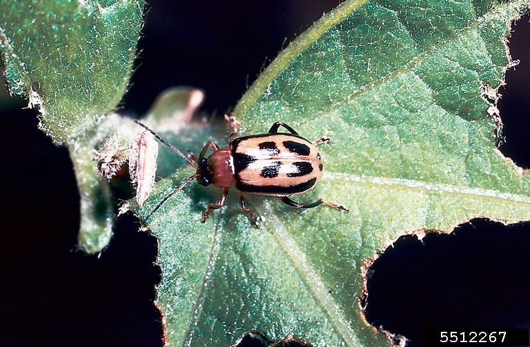 Figure 3. Adult bean leaf beetle with distinguishing triangle, forewing markings, and black border. (Photo Credit: Kansas Department of Agriculture, Bugwood.org)