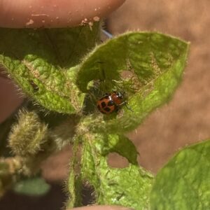 Figure 4. Adult bean leaf beetle feeding on young leaves.