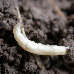 Figure 5. Bean leaf larvae in soil within the soil. (Photo credit: J. Obermeyer, Purdue University, Bugwood.org)