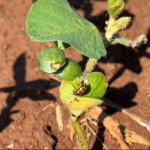 Figure 6. Adult bean leaf beetle feeding on cotyledons.