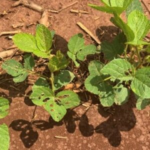 Figure 7a. Bean leaf beetle defoliation on young soybean stands.