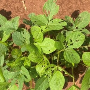 Figure 7b. Bean leaf beetle defoliation on young soybean stands.