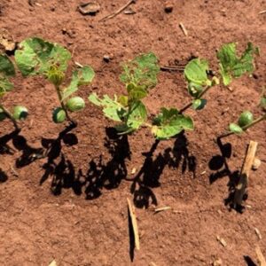Figure 7c. Bean leaf beetle defoliation on young soybean stands.