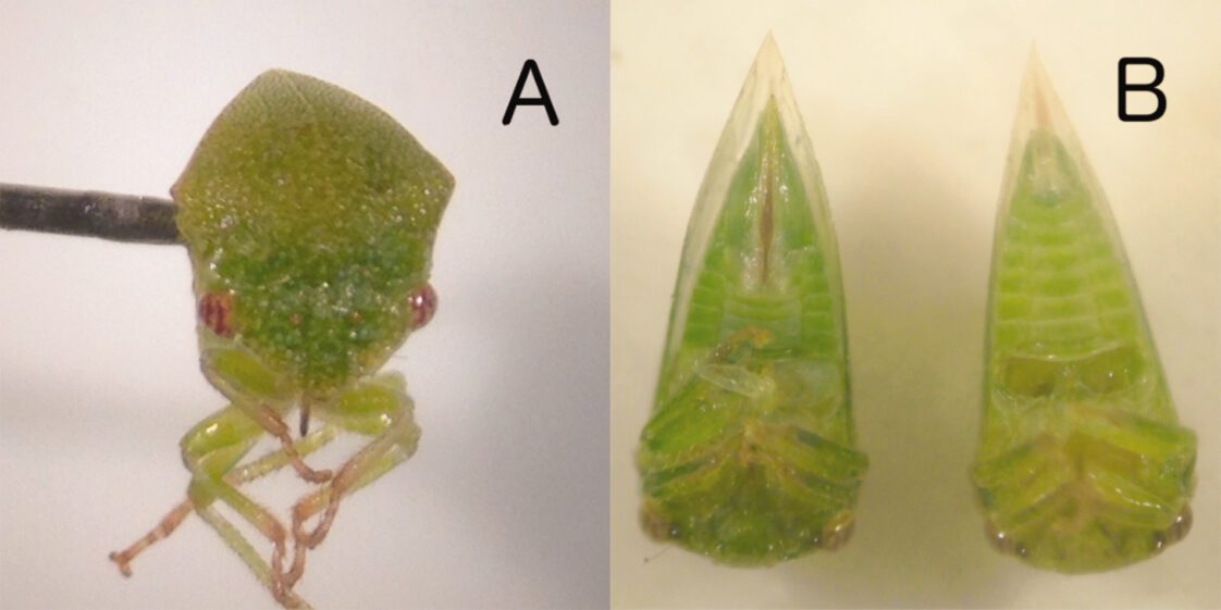 Figure 1. Front (A) and ventral (B) view of adult three-cornered alfalfa hoppers.