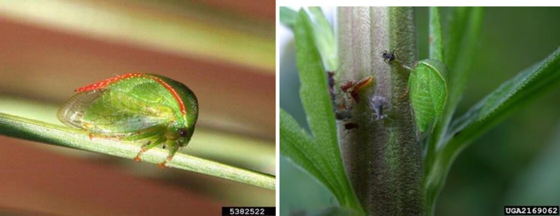 Figure 2. Adult three-cornered alfalfa hoppers.