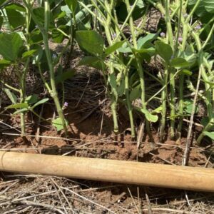 Figure 5. Three-cornered alfalfa hopper damage on soybeans.