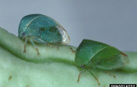 Figure 6. Adult three-cornered alfalfa hoppers.