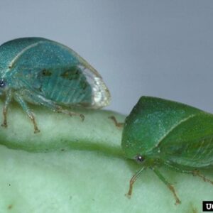 Figure 6. Adult three-cornered alfalfa hoppers.