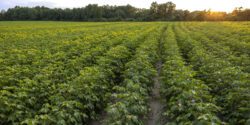 A maturing cotton field at sunset.