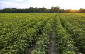 A maturing cotton field at sunset.
