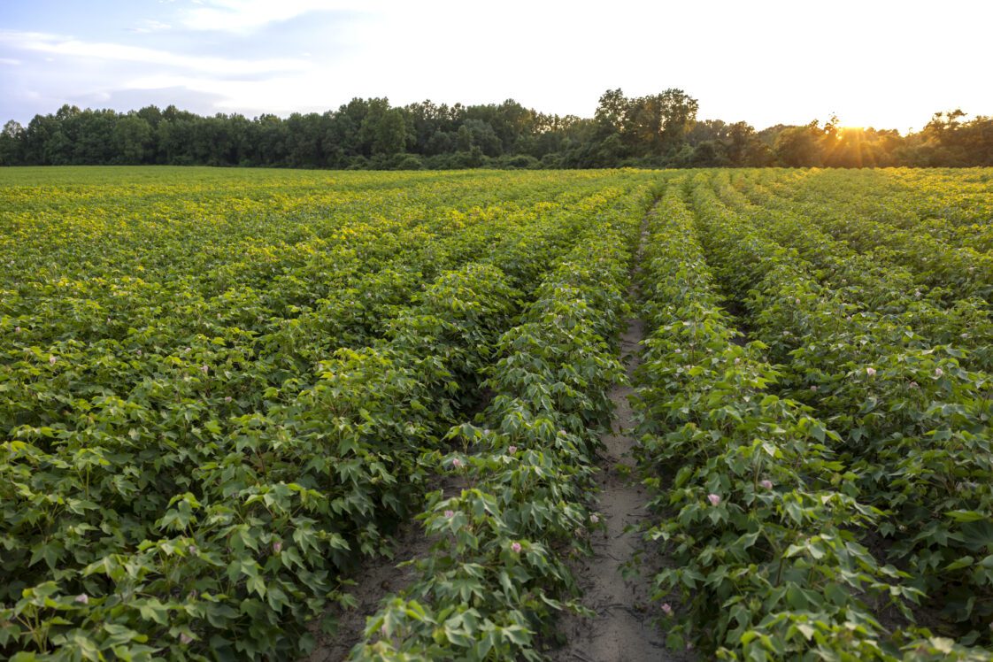 A maturing cotton field at sunset.