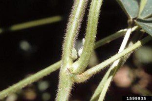 Figure 3. Three-cornered alfalfa hopper nymph on a soybean stem.