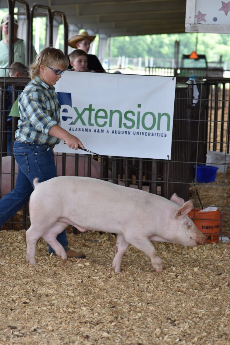 A young boy showing a market hog.