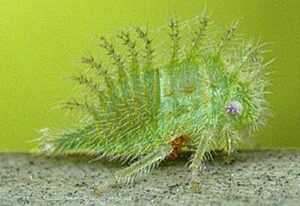 Figure 4. Three-cornered alfalfa hopper nymph.