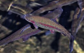 Rainbow trout in a fish hatchery retaining pond.