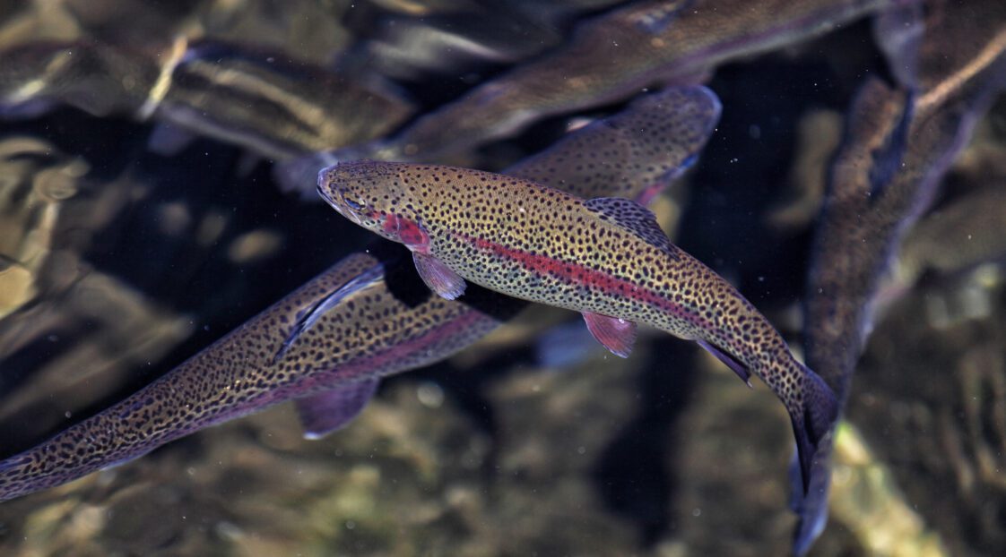 Rainbow trout in a fish hatchery retaining pond.