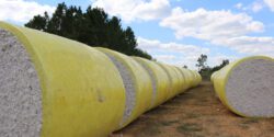 A row of cotton modules covered in yellow plastic.