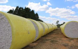 A row of cotton modules covered in yellow plastic.