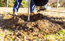 A closeup of a newly planted tree with a person's feet in the background.