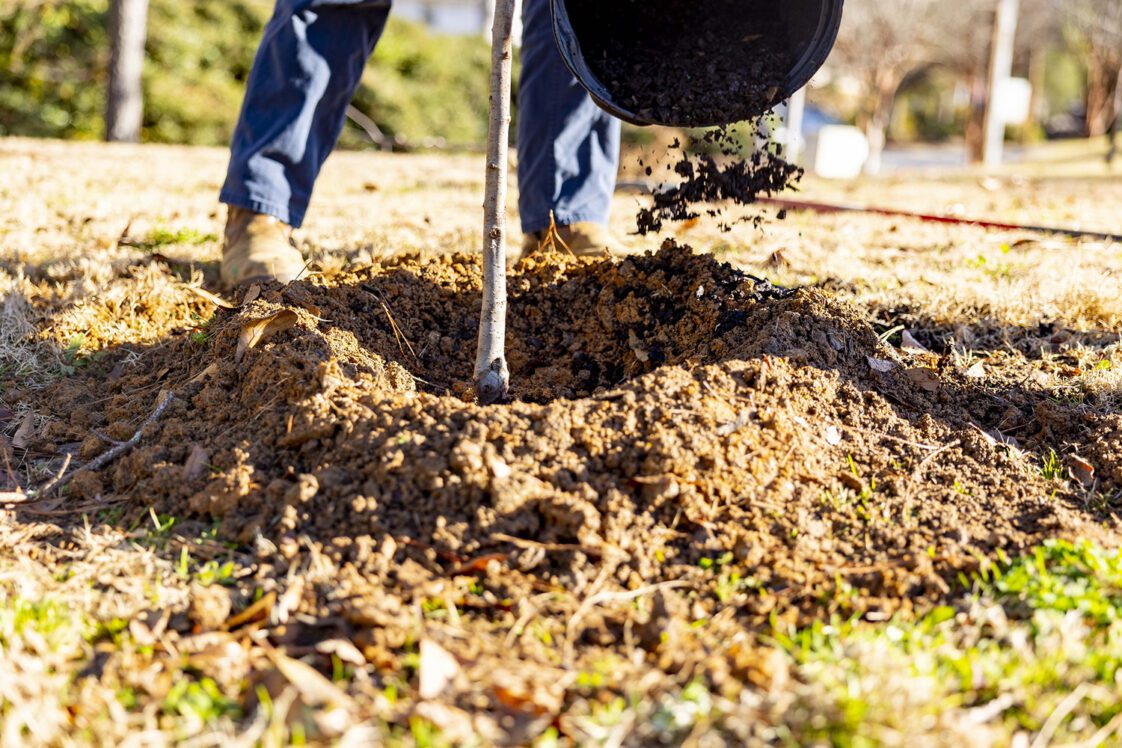 A closeup of a newly planted tree with a person's feet in the background.