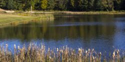 The shoreline of a pond with trees in the background.
