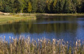 The shoreline of a pond with trees in the background.