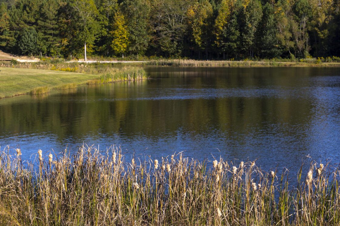 The shoreline of a pond with trees in the background.