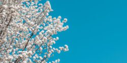 Flowering Bradford Pear Tree in the Spring with the sky in the background