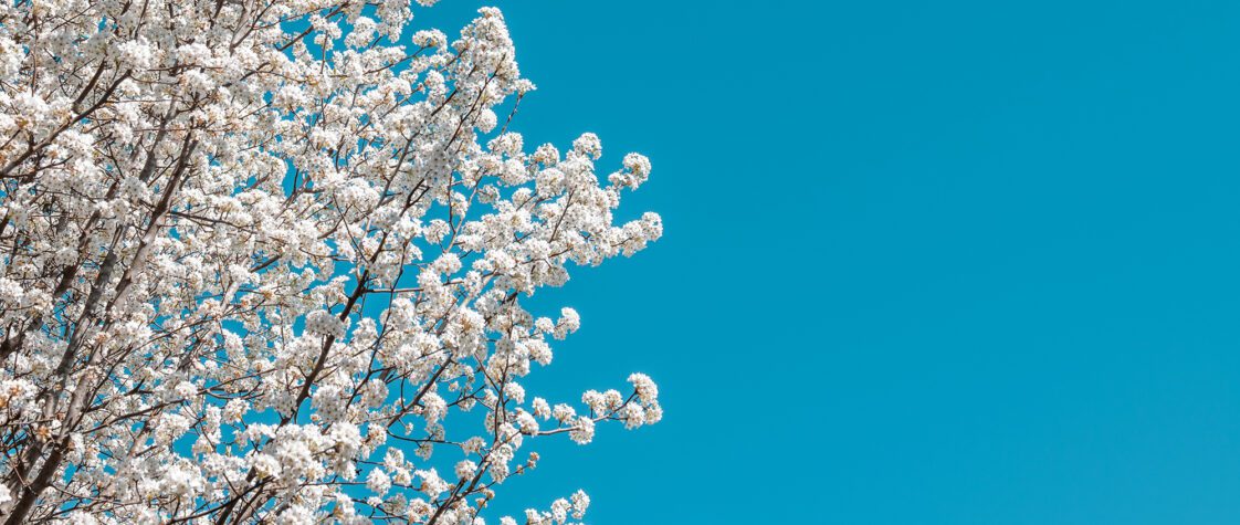 Flowering Bradford Pear Tree in the Spring with the sky in the background