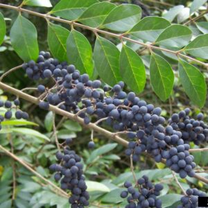 Chinese privet (Ligustrum sinense)