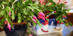 Two Christmas cacti sitting on a table.