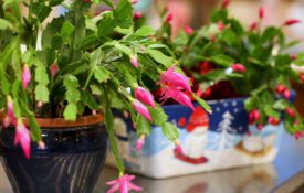Two Christmas cacti sitting on a table.