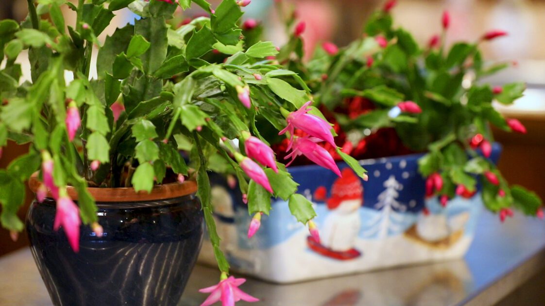 Two Christmas cacti sitting on a table.