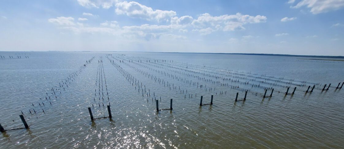 Figure 1. Aerial view of an Alabama oyster farm.