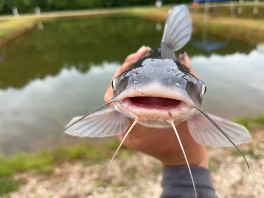 Figure 2. Catfish at the E.W. Shell Fisheries Center in Auburn, Alabama.