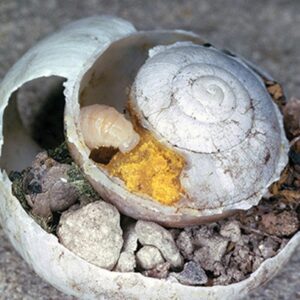 Figure 2. Nest of a mason bee (genus Osmia) within a snail shell (Photo credit: A. Krebs; from Müller et al. 2018, CC BY 4.0).