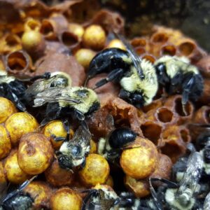 Figure 3. A bumble bee hive with worker bees and wax cells containing nectar or developing larvae (Photo credit: Christa R./Flickr, CC BY-NC 2.0, photo cropped)