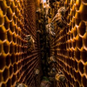 Figure 4. The intricate hive structure created by European honeybee worker bees (Apis mellifera). (Photo courtesy of Peter R. Marting, Smith Bee Lab, Auburn University)
