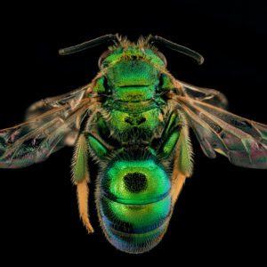 Figure 5. The metallic epauletted sweat bee (Augochloropsis metallica), one of Alabama’s primarily semisocial native bee species. (Photo credit: USGS Bee Lab/Flickr)