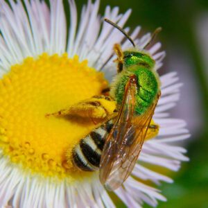 Figure 7. The bicolored striped sweat bee (Agapostemon virescens) is one of Alabama’s primarily communal native bee species. (Photo credit: Daniel Mullen/Flickr, CC BY-NC-ND)