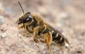 Figure 8. One of Alabama’s native socially plastic bee species, the orange-legged furrow bee (Halictus rubicundus). (Photo credit: Leon van der Noll/Flickr, CC BY-NC-ND 2.0).