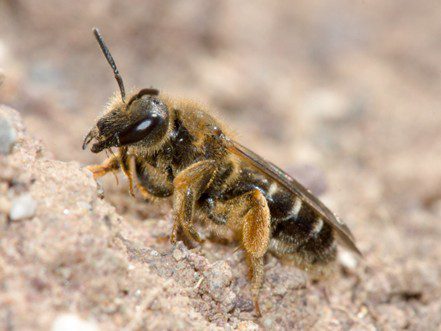 Figure 8. One of Alabama’s native socially plastic bee species, the orange-legged furrow bee (Halictus rubicundus). (Photo credit: Leon van der Noll/Flickr, CC BY-NC-ND 2.0).