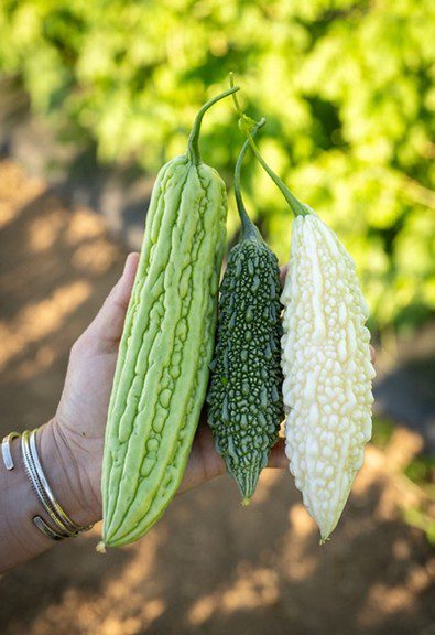 Example of the fruit of bitter gourd.