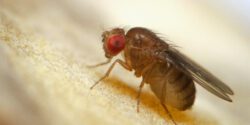Super macro shot of tiny fruit fly on the top of a banana skin.