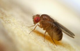 Super macro shot of tiny fruit fly on the top of a banana skin.