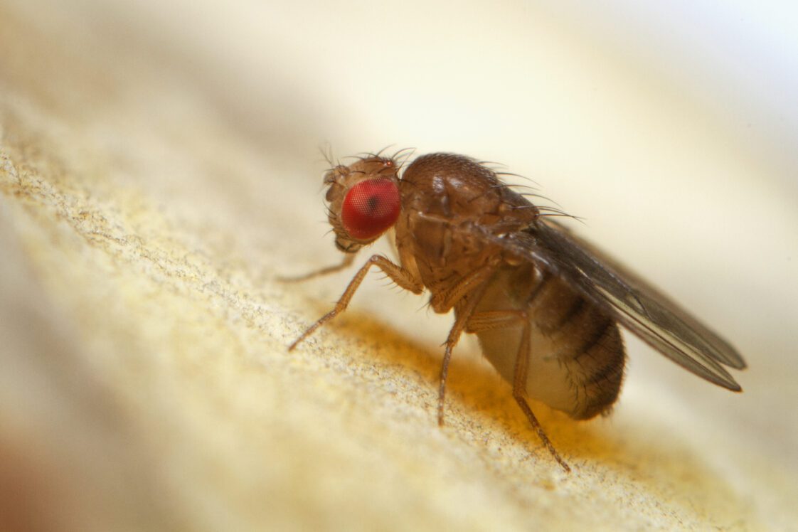 Super macro shot of tiny fruit fly on the top of a banana skin.
