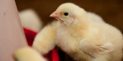 A young chick standing near a feeder in a commercial poultry house.