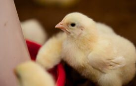 A young chick standing near a feeder in a commercial poultry house.